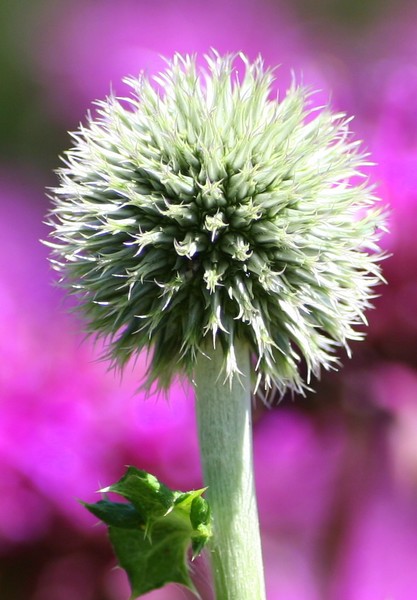 Purple flower power